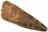 Fossil Spinosaurus Tooth - Real Dinosaur Tooth #310789-1